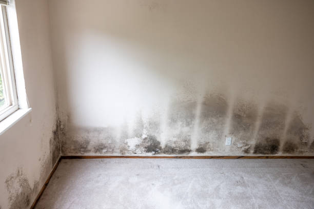 Best Mold Prevention Services  in Garfield Heights, OH